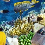 Gardaland SEA LIFE Aquarium ticket - Smaller exhibits invite a closer look