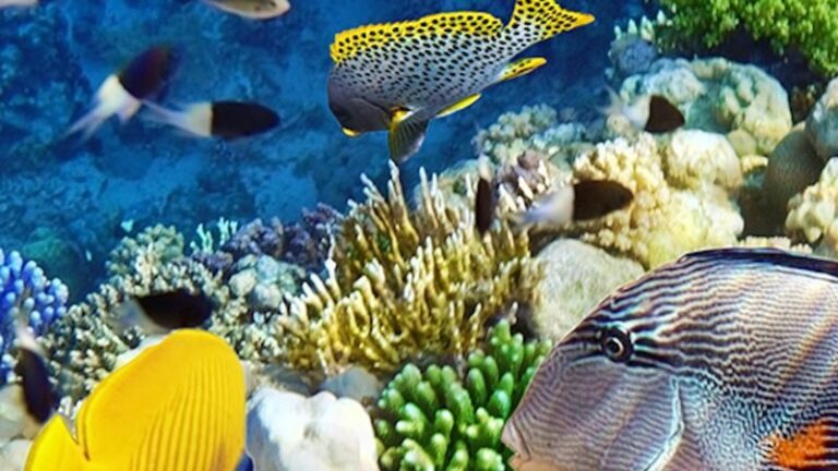 Gardaland SEA LIFE Aquarium ticket - Smaller exhibits invite a closer look