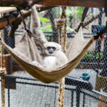 Gembira Loka Zoo Ticket in Yogyakarta - Take the train or catamaran between walks