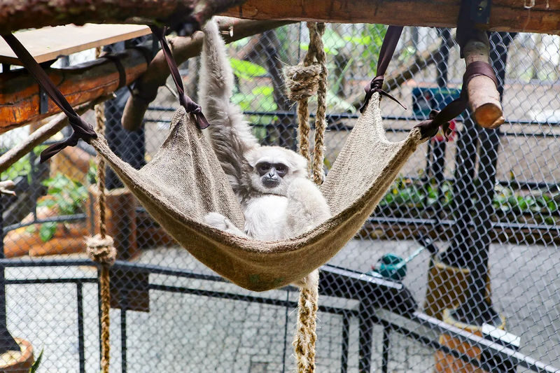 Gembira Loka Zoo Ticket in Yogyakarta - Take the train or catamaran between walks