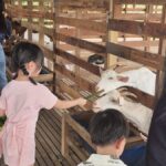 Gentle Farms Tours in Johor Bahru - Feeding goats, meeting chicks and picking eggs
