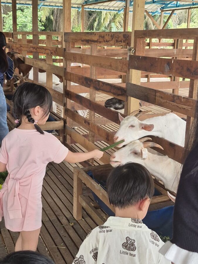 Gentle Farms Tours in Johor Bahru - Feeding goats, meeting chicks and picking eggs