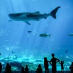 Georgia Aquarium Admission in Atlanta - Meet the sharks in their own gallery