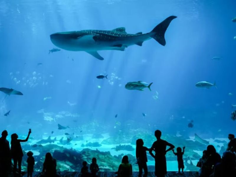 Georgia Aquarium Admission in Atlanta - Meet the sharks in their own gallery