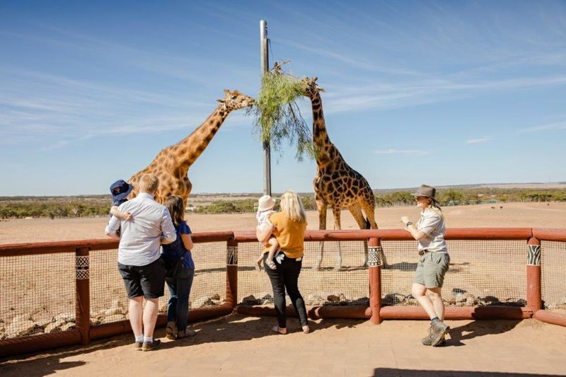 Giraffe Safari Experience and A Day at Monarto Safari Park - What the 50-minute session includes
