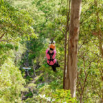 Gold Coast Canyon Flyer Guided Zipline Tour - Seven ziplines over Cedar Creek Canyon