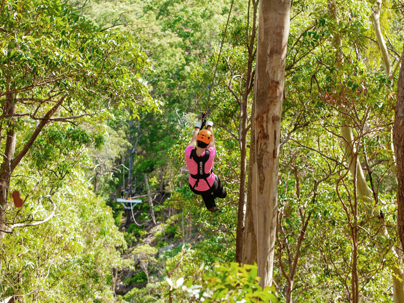Gold Coast Canyon Flyer Guided Zipline Tour - Seven ziplines over Cedar Creek Canyon