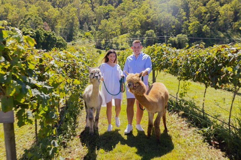Gold Coast Hot Air Balloon Ride, Vineyard Breakfast and Alpaca Farm - The balloon launch changes with the wind