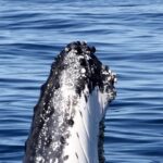 Gold Coast Whale Escape - Luxury Whale Watching Cruise - A superyacht with room to look around
