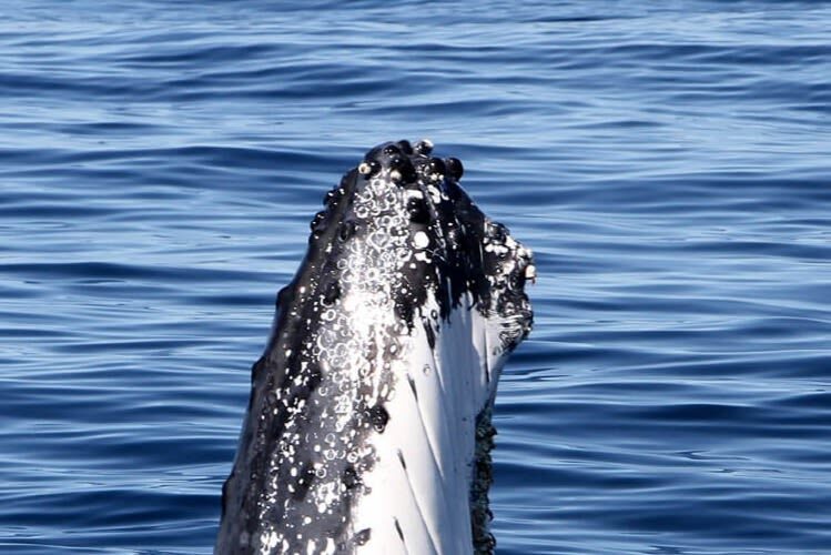 Gold Coast Whale Escape - Luxury Whale Watching Cruise - A superyacht with room to look around
