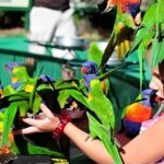 Gold Coast Wildlife & River Cruise Full-Day Experience - What to expect at Currumbin Wildlife Sanctuary