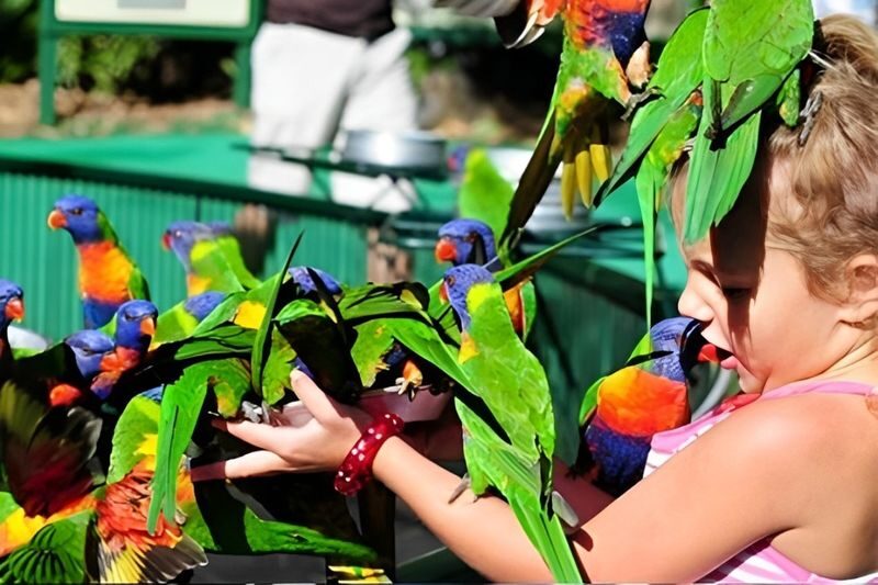 Gold Coast Wildlife & River Cruise Full-Day Experience - What to expect at Currumbin Wildlife Sanctuary