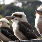 Grampians National Park Day Tour - Silverband Falls: a gentle forest start
