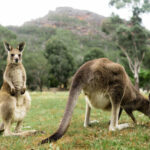 Grampians National Park Full Day Tour with Kangaroos - Beaufort: a welcome pause on the road