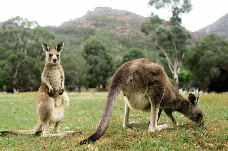 Grampians National Park Full Day Tour with Kangaroos - Beaufort: a welcome pause on the road