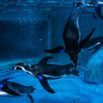 Grandview Aquarium Ticket - Make the beluga and mermaid shows part of the plan