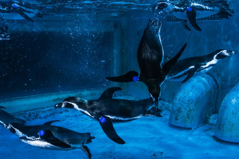 Grandview Aquarium Ticket - Make the beluga and mermaid shows part of the plan