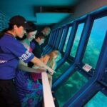 Great Barrier Reef Pontoon from Cairns including Snorkelling - Snorkelling and reef viewing