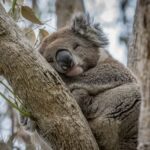 Great Ocean Road and 12 Apostles Day Tour - Anglesea starts the day with coffee, not a meal deal