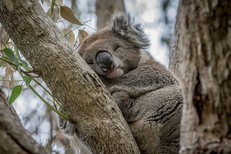 Great Ocean Road and 12 Apostles Day Tour - Anglesea starts the day with coffee, not a meal deal