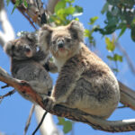 Great Ocean Road Private Chartered Day Tour from Melbourne - Koalas and parrots at Kennett River