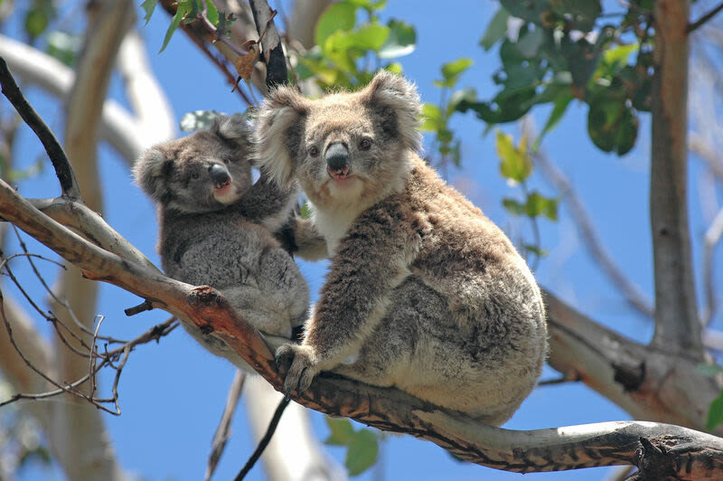 Great Ocean Road Private Chartered Day Tour from Melbourne - Koalas and parrots at Kennett River