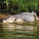 Greater Daintree Wildlife Cruise - From rainforest edges to mangroves