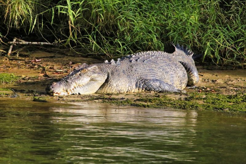 Greater Daintree Wildlife Cruise - From rainforest edges to mangroves