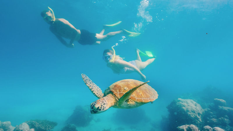 Green Island Snorkelling & Glass Bottom Boat Day Tour - On Green Island: rainforest, beach, and room to choose