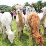 Green World Ecological Farm Ticket in Hsinchu - Swan Lake and its seasonal visitors