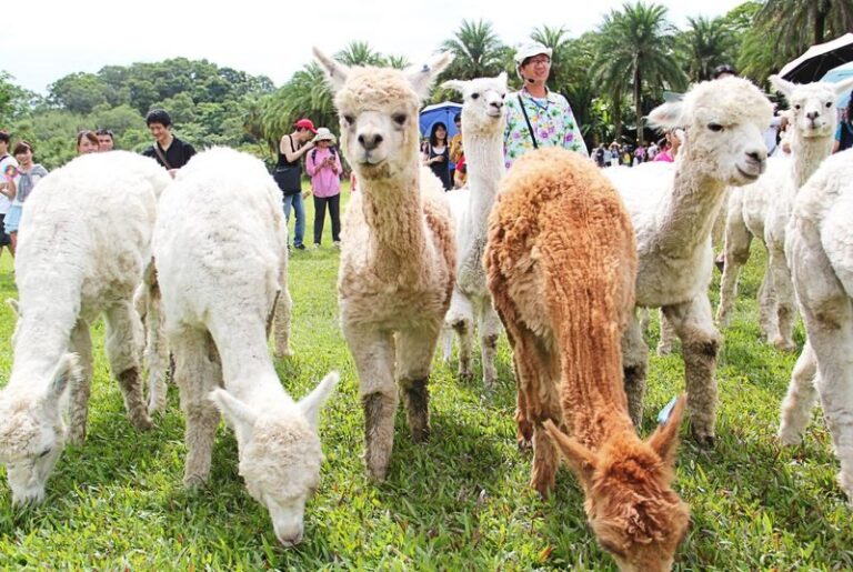 Green World Ecological Farm Ticket in Hsinchu - Swan Lake and its seasonal visitors