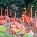 Guangzhou Chimelong Safari Park Private Full-Day Tour - What private transport adds to the day