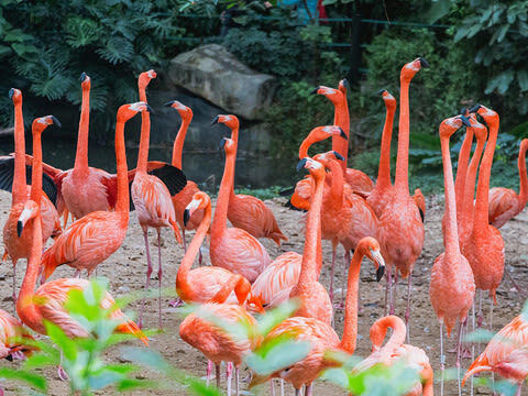 Guangzhou Chimelong Safari Park Private Full-Day Tour - What private transport adds to the day