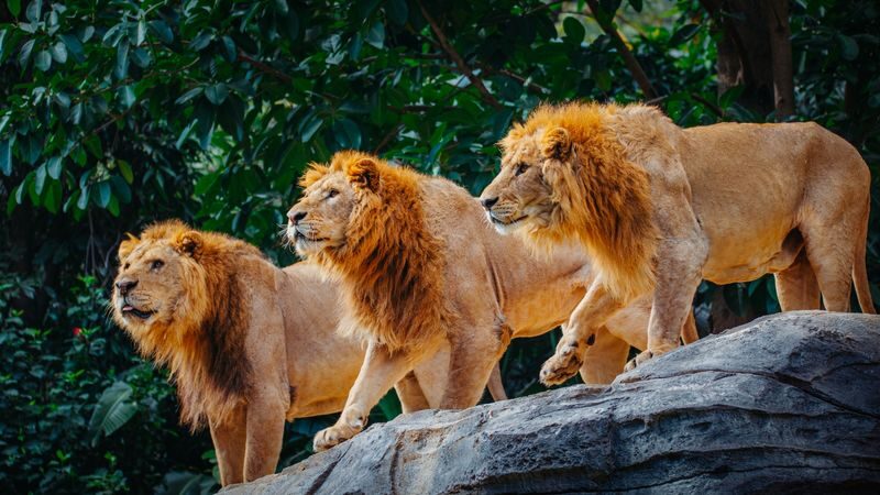Guangzhou Chimelong Safari Park Ticket - The forest train: a close-up safari without the driving
