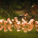 Guangzhou Zoo - Key points to know before you go