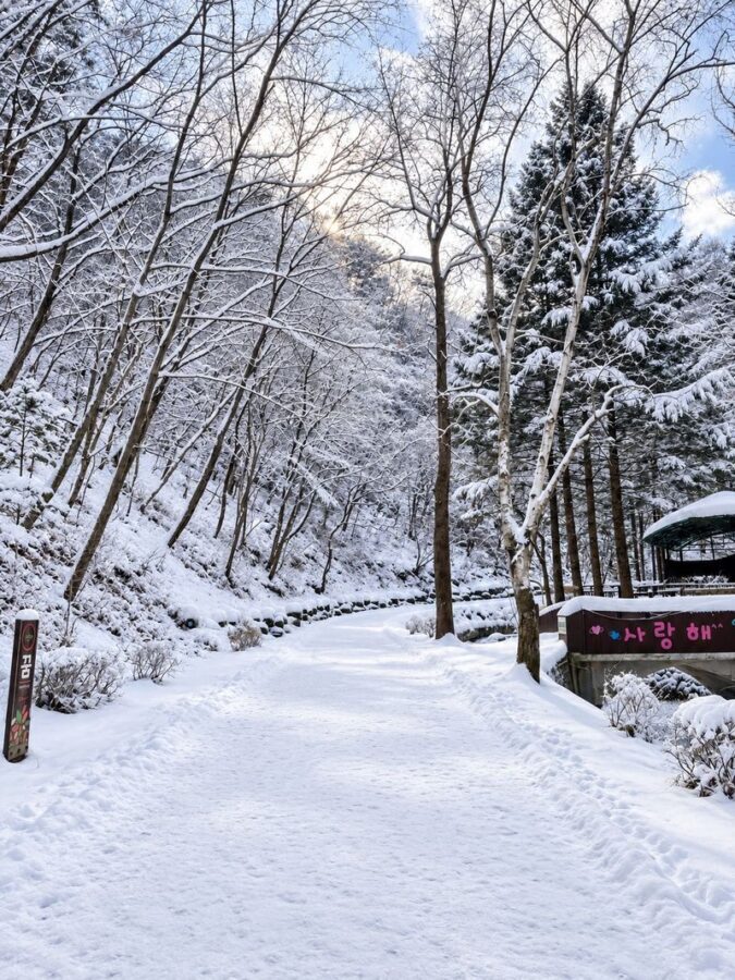 Gugok Ice Wall Adventure & Elysian Ski Day Tour from Seoul - Elysian gives you a choice, not a fixed lesson