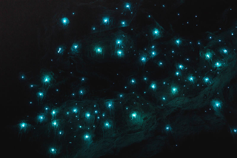 Guided Glow Worm E-Bike Tour in Byron Bay - The ride through the rainforest