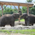 Gunma Safari Park Ticket - Pick a car or pay extra for the park bus