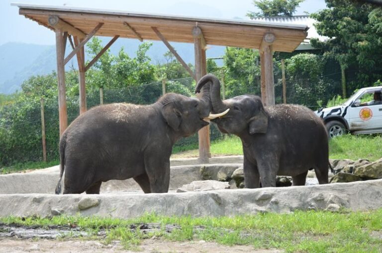 Gunma Safari Park Ticket - Pick a car or pay extra for the park bus