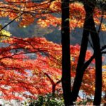 Gunma Watarase Keikoku & Takatsudo Gorge Autumn Day Tour - The Watarase Valley Railway: local, scenic and sometimes packed