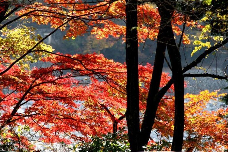 Gunma Watarase Keikoku & Takatsudo Gorge Autumn Day Tour - The Watarase Valley Railway: local, scenic and sometimes packed