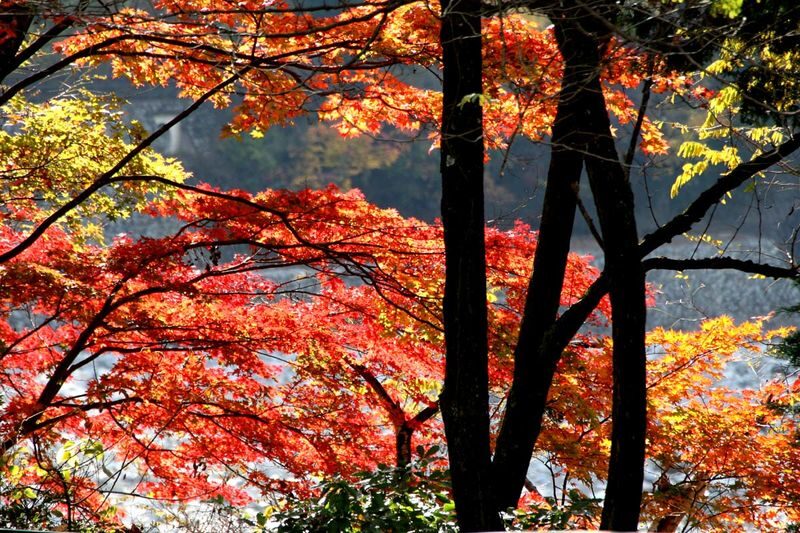 Gunma Watarase Keikoku & Takatsudo Gorge Autumn Day Tour - The Watarase Valley Railway: local, scenic and sometimes packed