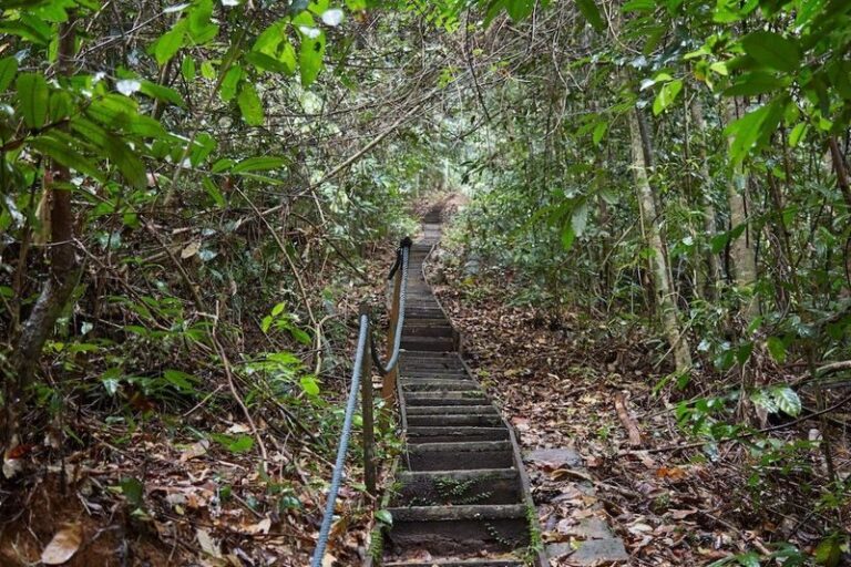 Gunung Gading National Park Day Tour in Sarawak - Learning what the Rafflesia needs