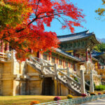 Gyeongju Autumn Foliage & Pink Muhly Tour from Busan - Bulguksa Temple and Gyeongju’s heritage