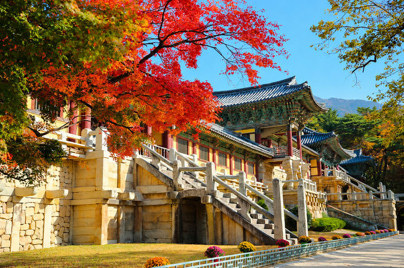 Gyeongju Autumn Foliage & Pink Muhly Tour from Busan - Bulguksa Temple and Gyeongju’s heritage
