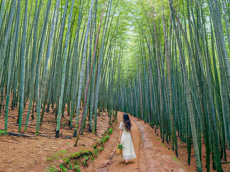Gyeongju UNESCO Authentic Tour from Busan - Ahopsan Forest: bamboo, quiet paths and an extra fee