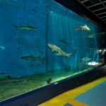 Hakoneen Aquarium Admission Ticket in Hakone - Seal Plaza, penguins, and a sea show