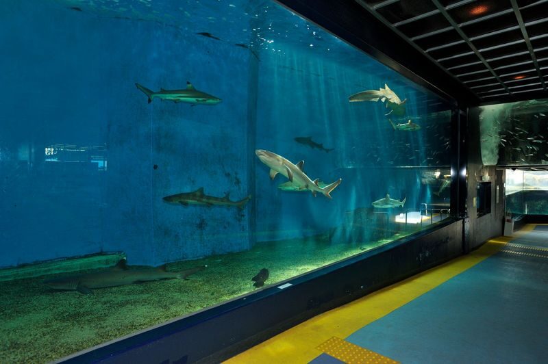 Hakoneen Aquarium Admission Ticket in Hakone - Seal Plaza, penguins, and a sea show