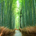 Half-day private tour of Arashiyama Monkey Park and Arashiyamas famous spots - Togetsukyo Bridge and the river