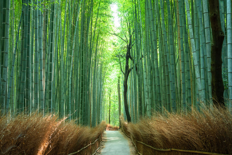 Half-day private tour of Arashiyama Monkey Park and Arashiyamas famous spots - Togetsukyo Bridge and the river